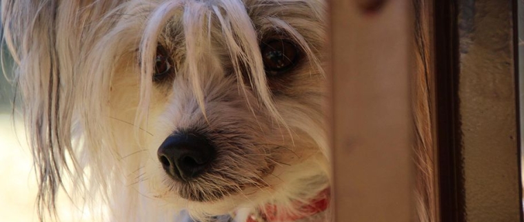 Australian terrier